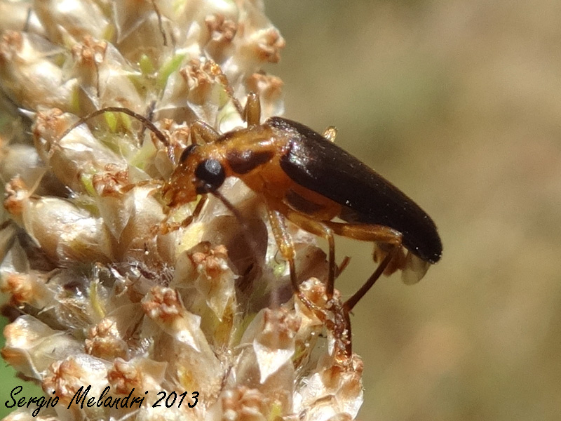 ID - Nacerdes carniolica (Oedemeridae)